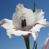 Gladiolus varigatus
